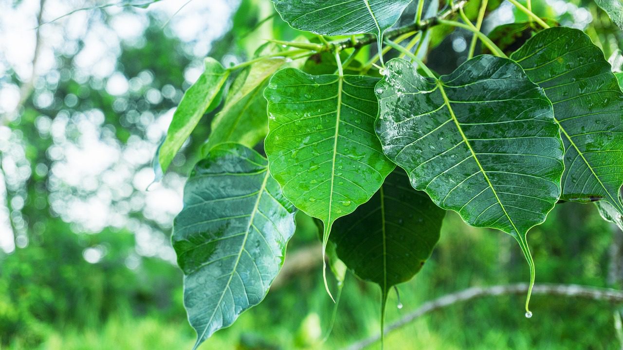 Bodhi Leaf